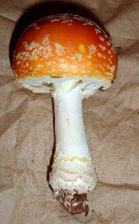 Amanita persicina image