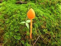 Entoloma quadratum image
