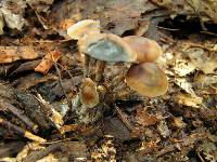 Psilocybe caerulipes image