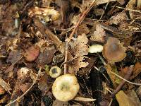Psilocybe caerulipes image