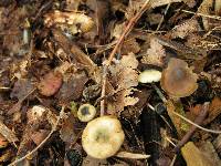 Psilocybe caerulipes image