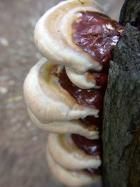 Ganoderma tsugae image