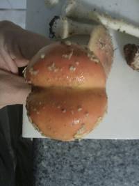 Amanita persicina image