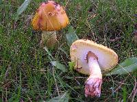 Amanita amerirubescens image