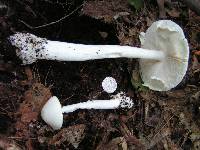 Amanita bisporigera image