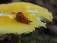 Amanita flavoconia image