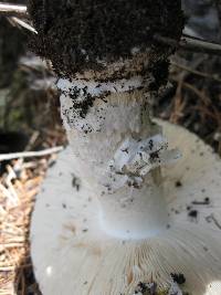 Amanita aprica image