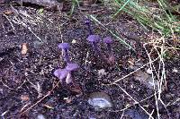 Laccaria amethystina image