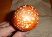 Amanita persicina image