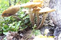 Armillaria mellea image