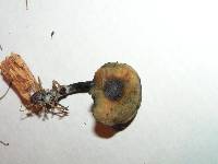 Psilocybe caerulipes image