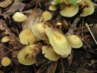 Hypholoma fasciculare image