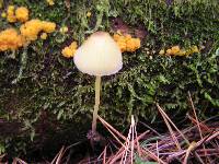 Mycena epipterygia image