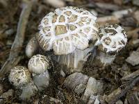 Stropharia rugosoannulata image