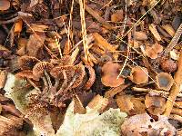 Psilocybe caerulipes image