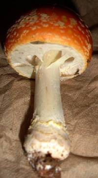 Amanita persicina image