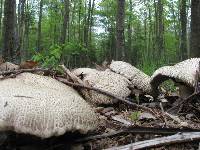 Stropharia rugosoannulata image