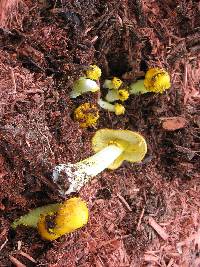 Amanita flavoconia image