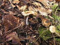 Psilocybe caerulipes image