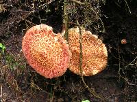 Suillus pictus image