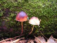 Mycena epipterygia image