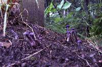 Laccaria amethystina image