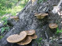 Polyporus squamosus image