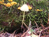 Mycena epipterygia image