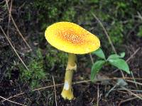 Amanita flavoconia image