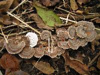 Trametes versicolor image