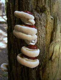 Ganoderma tsugae image