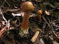 Cortinarius armillatus image