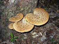 Polyporus squamosus image