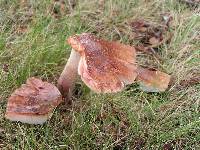 Amanita amerirubescens image