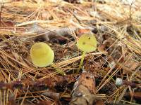 Mycena epipterygia image