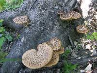 Polyporus squamosus image