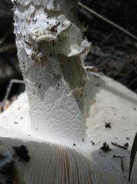 Amanita aprica image