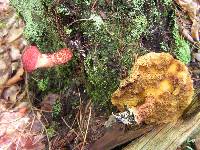 Suillus pictus image