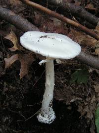 Amanita bisporigera image