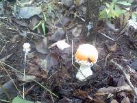 Amanita persicina image