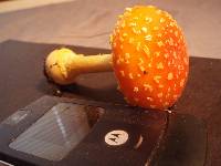 Amanita persicina image