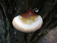 Ganoderma tsugae image