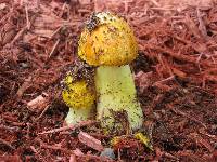 Amanita flavoconia image