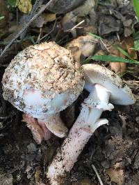 Amanita novinupta image