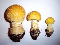 Amanita muscaria var. guessowii image