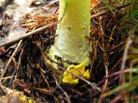 Amanita flavoconia image