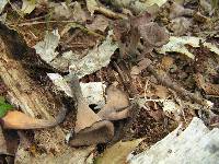 Craterellus fallax image