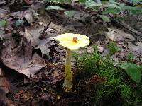 Amanita flavoconia image