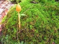 Entoloma quadratum image