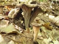 Craterellus fallax image